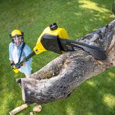 Best Tree and Shrub Care  in Bliss Corner, MA