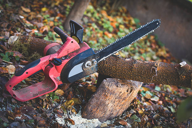 Best Tree Health Inspection  in Bliss Corner, MA